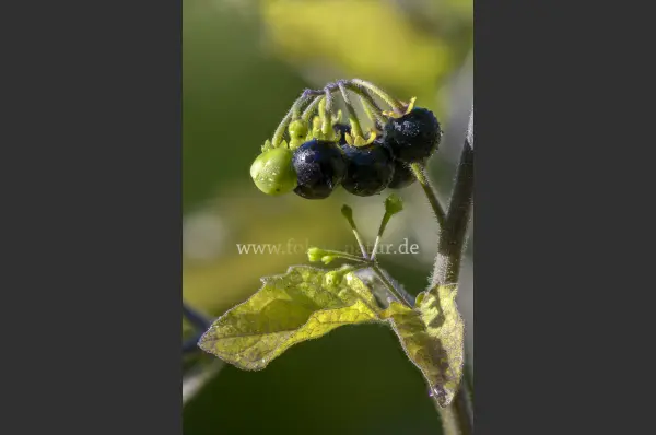 Fokus-Natur Bild
