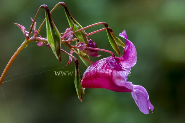Fokus-Natur Bild