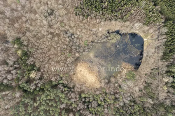 Fokus-Natur Bild