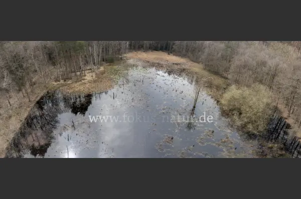 Fokus-Natur Bild