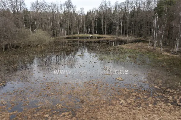 Fokus-Natur Bild