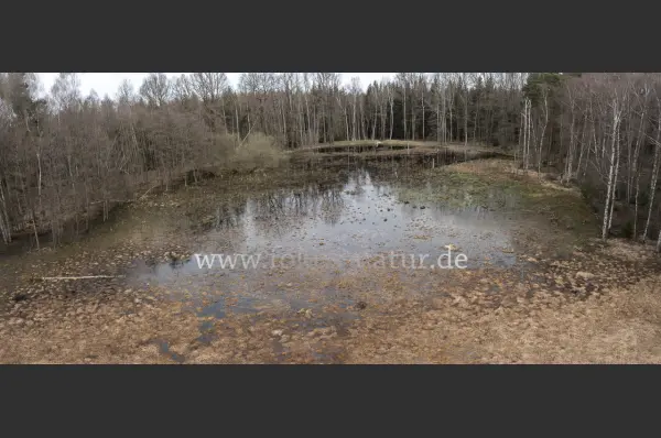 Fokus-Natur Bild