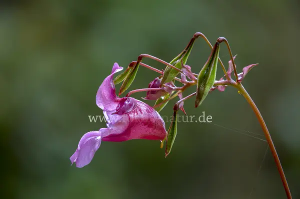 Fokus-Natur Bild