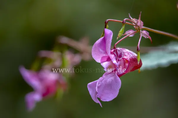 Fokus-Natur Bild