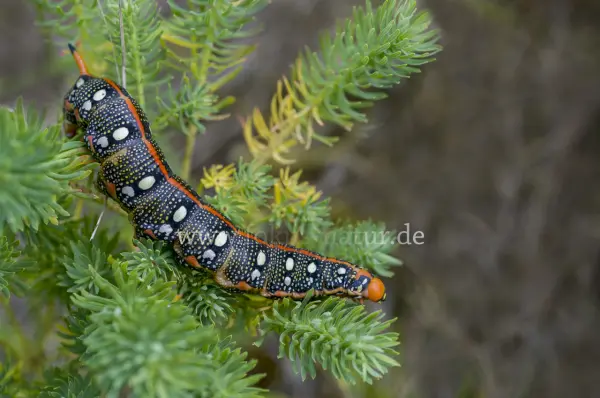 Fokus-Natur Bild