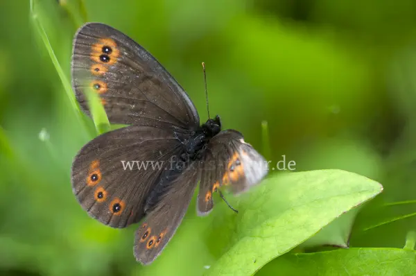 Fokus-Natur Bild