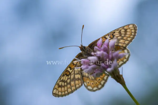 Fokus-Natur Bild