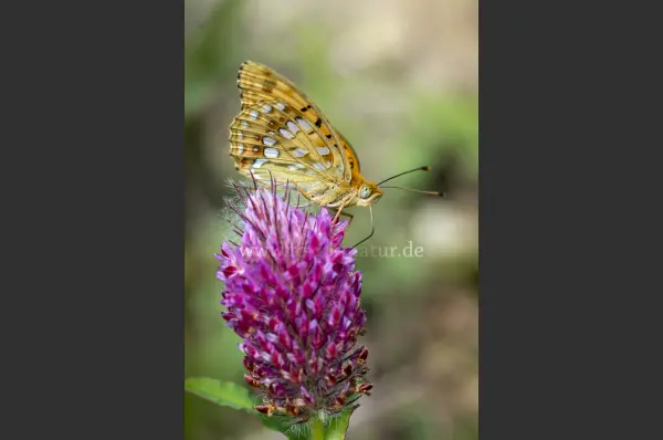 Fokus-Natur Bild