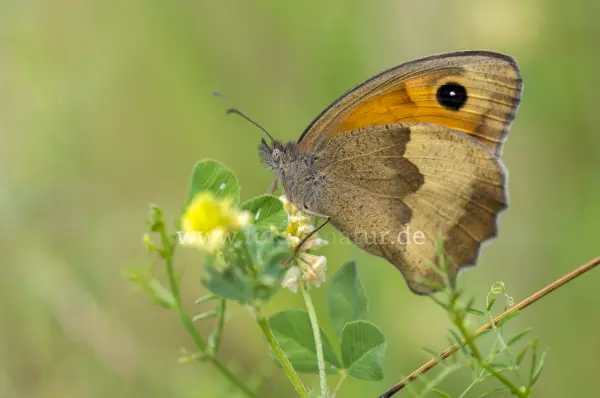 Fokus-Natur Bild