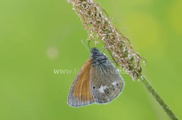 Fokus-Natur Bild