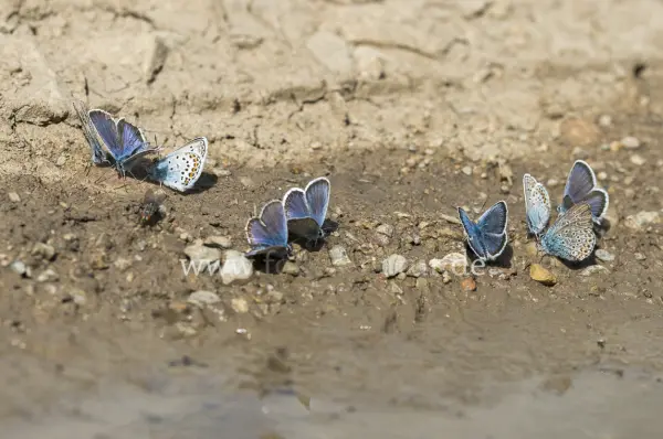 Fokus-Natur Bild