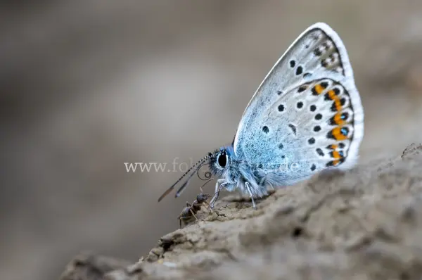 Fokus-Natur Bild