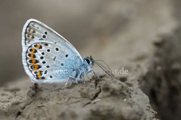 Fokus-Natur Bild