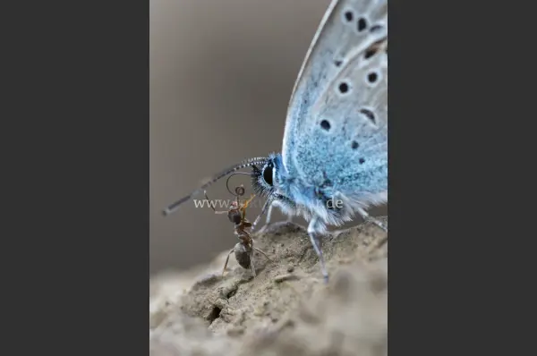 Fokus-Natur Bild