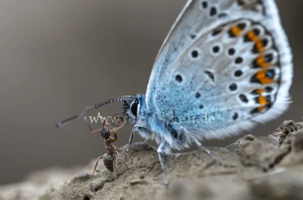 Fokus-Natur Bild