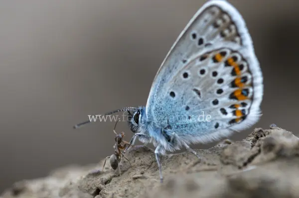 Fokus-Natur Bild