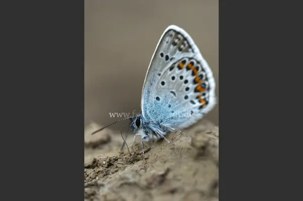 Fokus-Natur Bild