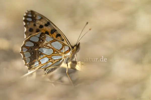 Fokus-Natur Bild
