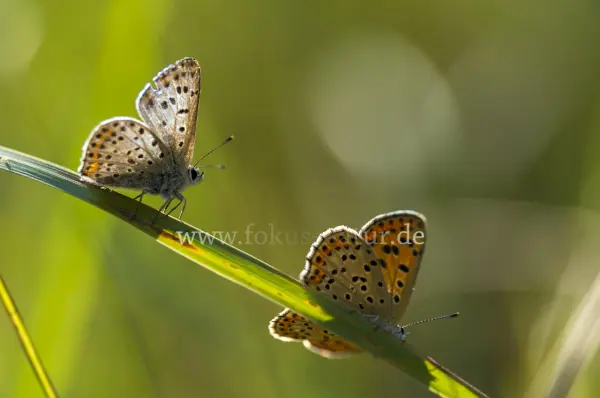 Fokus-Natur Bild