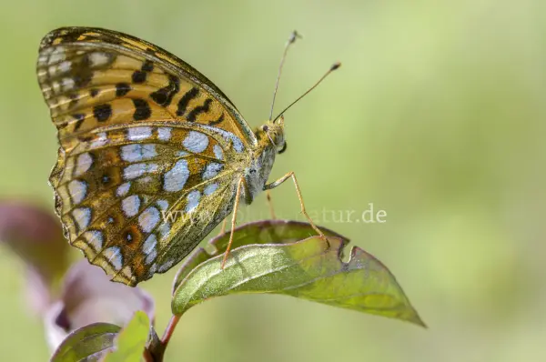 Fokus-Natur Bild