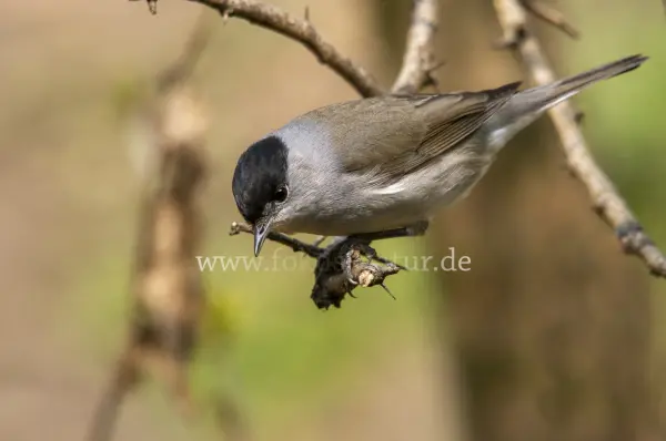 Fokus-Natur Bild