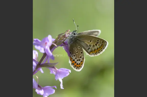Fokus-Natur Bild