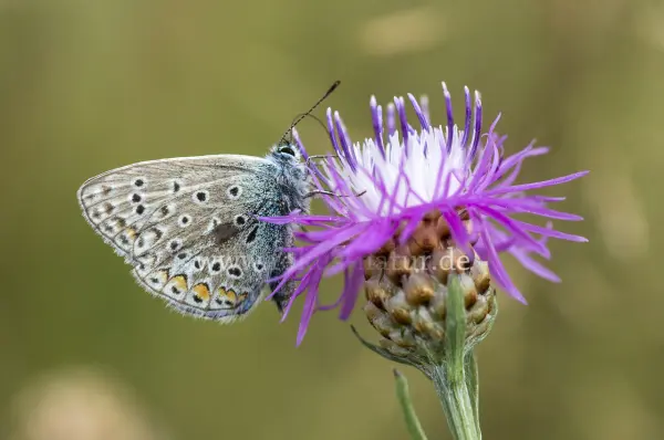 Fokus-Natur Bild