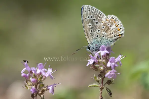 Fokus-Natur Bild