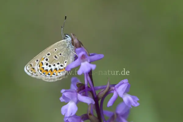 Fokus-Natur Bild