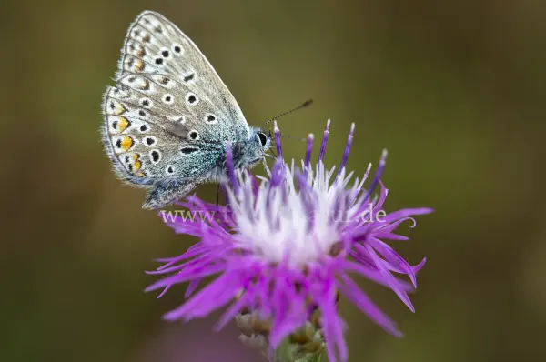 Fokus-Natur Bild