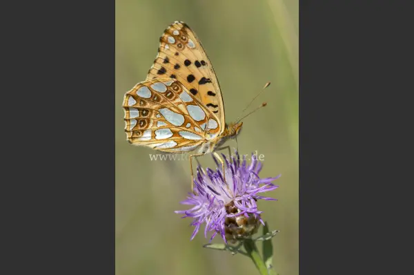 Fokus-Natur Bild