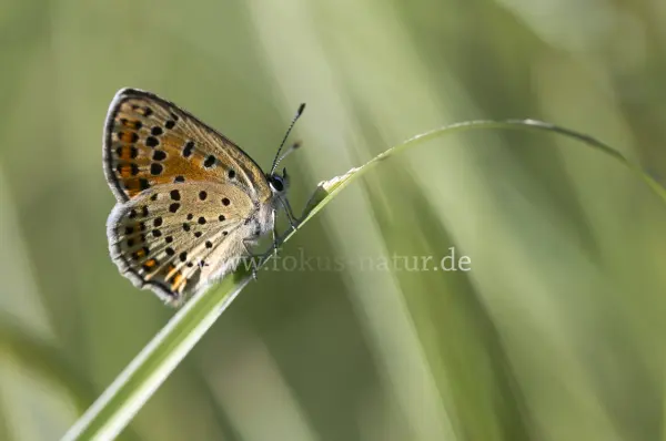 Fokus-Natur Bild