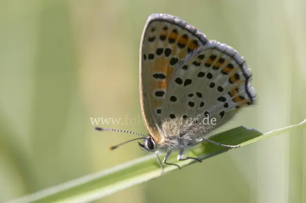Fokus-Natur Bild