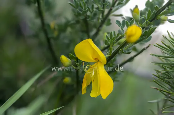 Fokus-Natur Bild