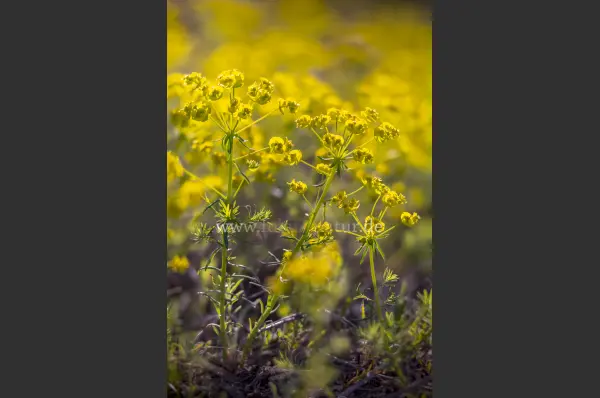 Fokus-Natur Bild