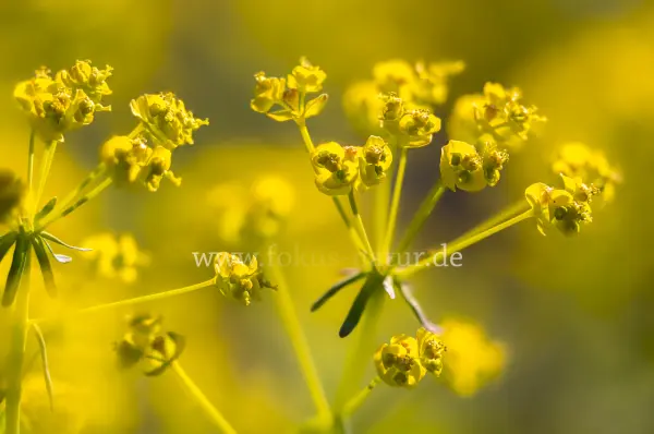 Fokus-Natur Bild
