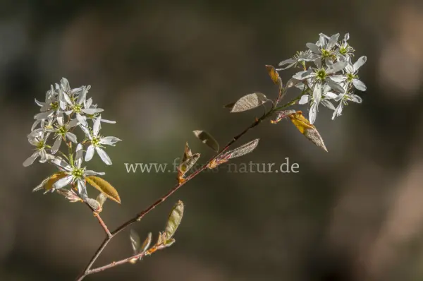 Fokus-Natur Bild