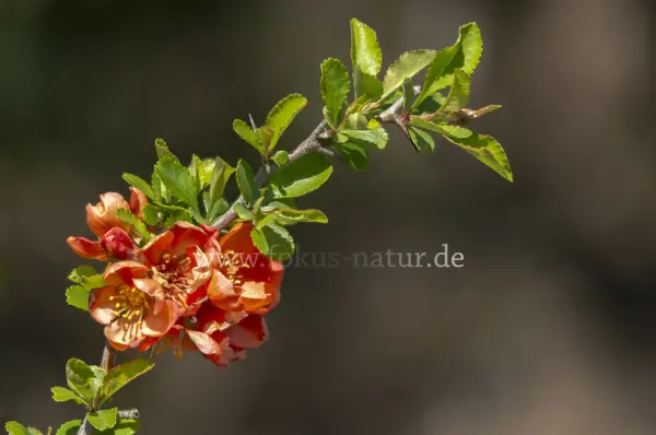 Fokus-Natur Bild