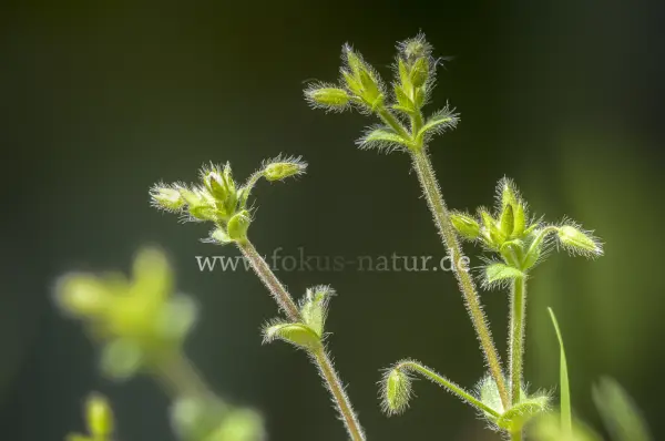 Fokus-Natur Bild