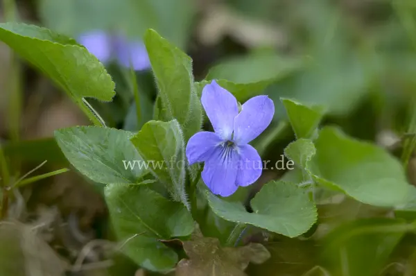 Fokus-Natur Bild