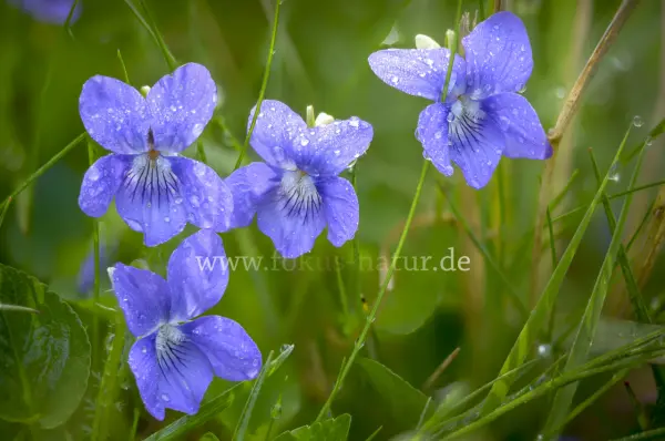 Fokus-Natur Bild