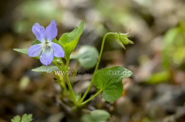 Fokus-Natur Bild