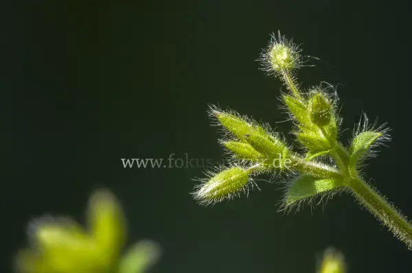 Fokus-Natur Bild