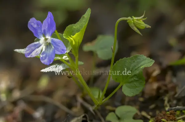 Fokus-Natur Bild
