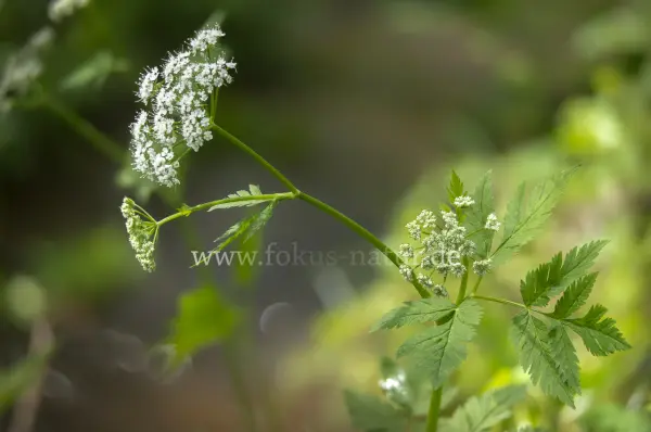Fokus-Natur Bild