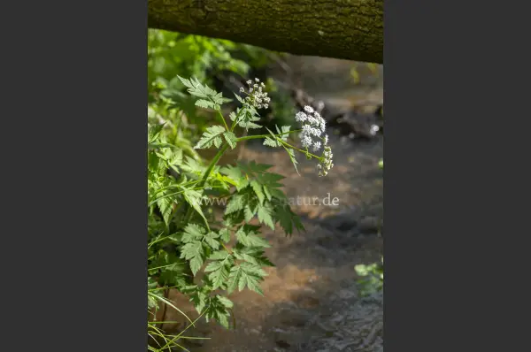 Fokus-Natur Bild