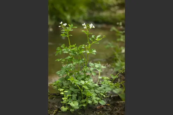 Fokus-Natur Bild