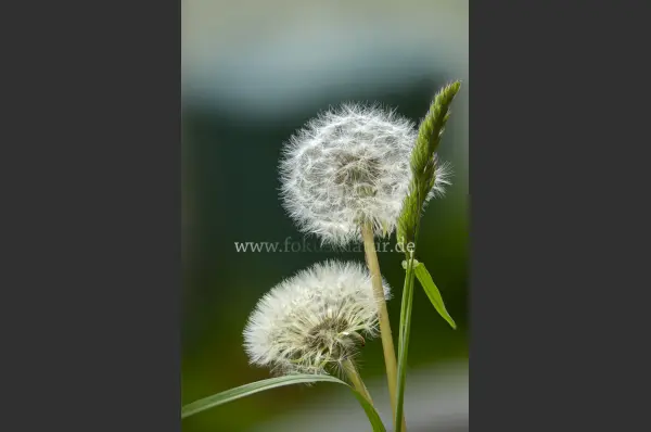 Fokus-Natur Bild