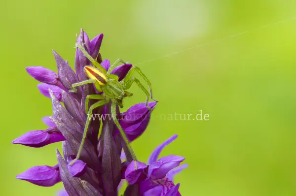 Fokus-Natur Bild