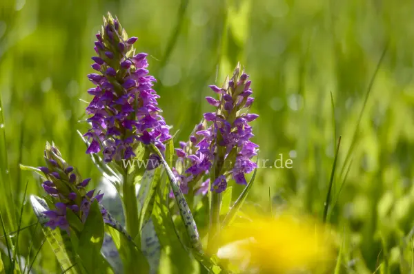 Fokus-Natur Bild